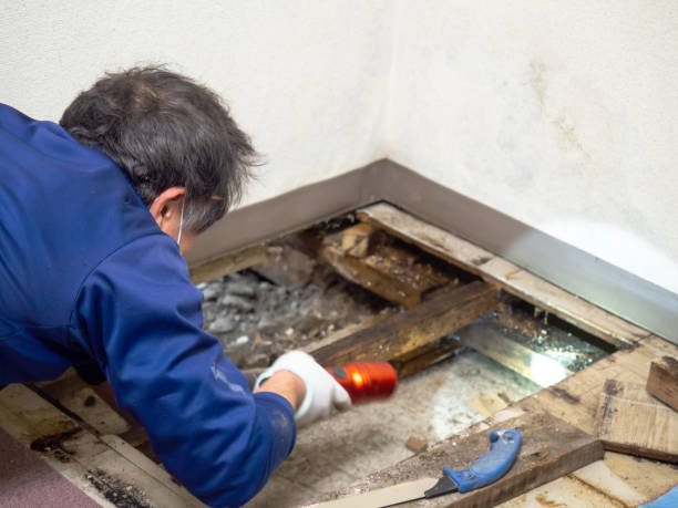 Best Mold Cleaning Services  in Mount Pulaski, IL