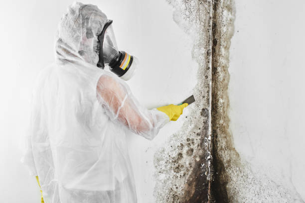 Best Residential Mold Removal  in Mount Pulaski, IL