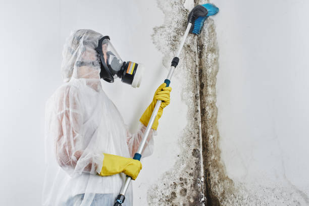 Best Crawl Space Mold Removal  in Mount Pulaski, IL