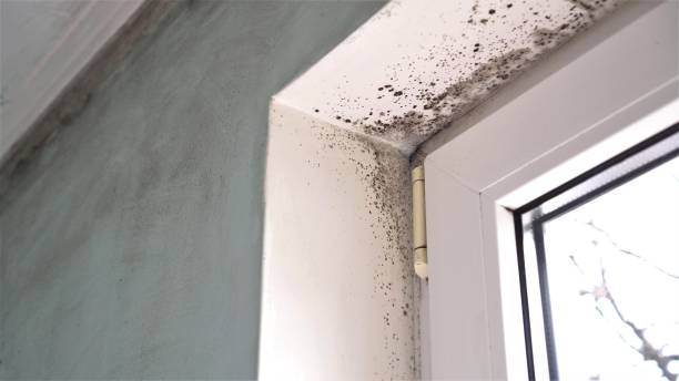 Best Commercial Mold Removal  in Mount Pulaski, IL