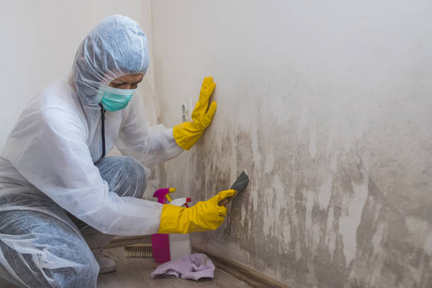 Crawl Space Mold Removal in Mount Pulaski, IL