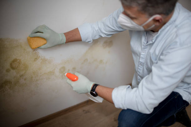 Mold Removal Process in Mount Pulaski, IL