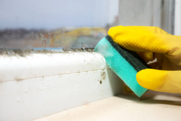 Best Same-Day Mold Removal  in Mount Pulaski, IL