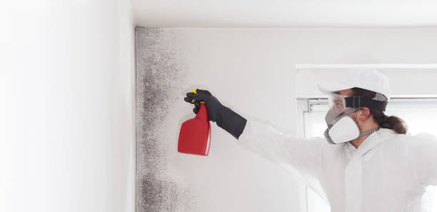 Certified Mold Removal in Mount Pulaski, IL