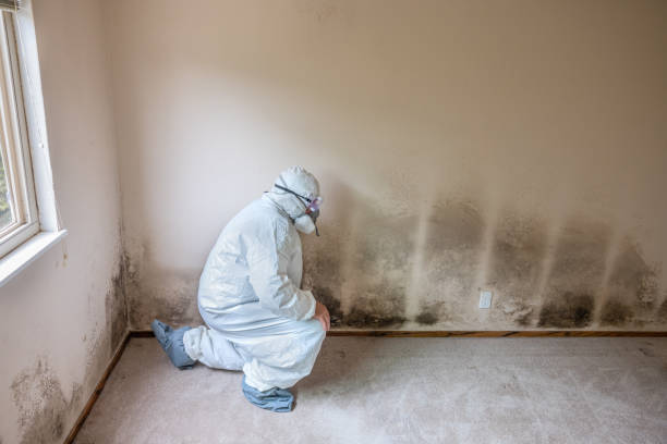 Best Emergency Mold Removal  in Mount Pulaski, IL