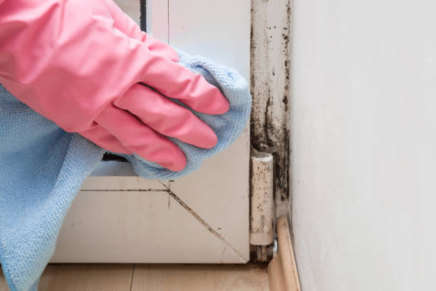 Best Commercial Mold Removal  in Mount Pulaski, IL